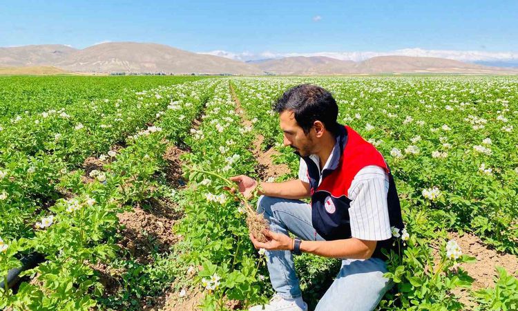 Kritik Açıklama: Bayburt'ta Patateslerde Hastalık Kontrolü: Temiz Çıktı - Son Dakika Haberleri - Son Dakika Bi