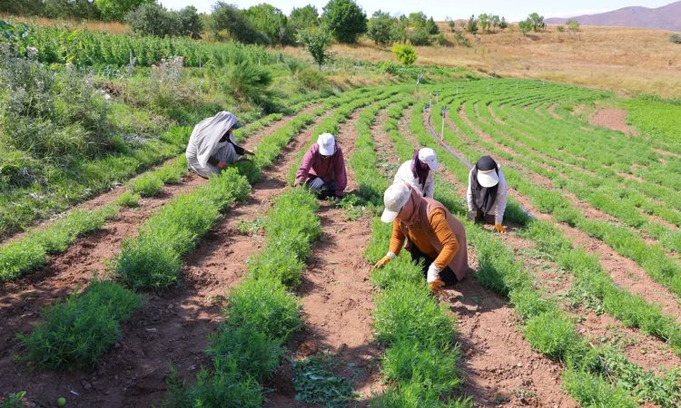 Son Gelişme: Bayburt Valisi Tarhun Hasadına Katıldı - Haberleri ve Merak Edilenler