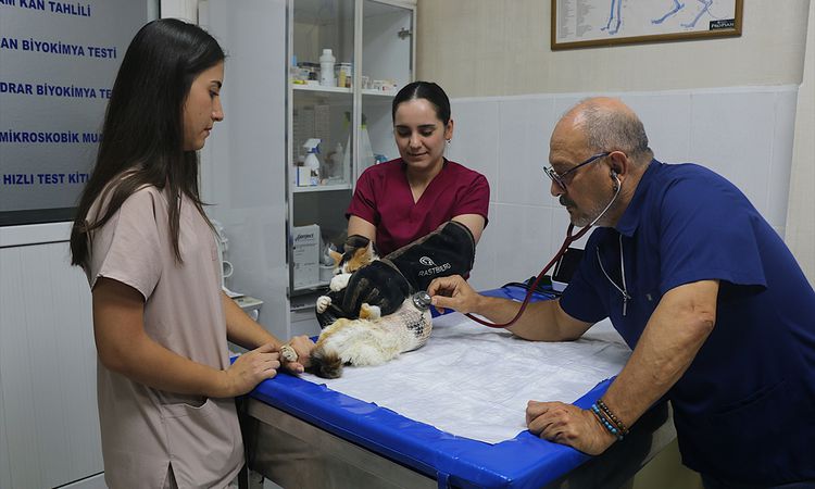 Son Gelişme: Benek adlı kedi meme kanserini yendi - Son Dakika ve Merak Edilenler