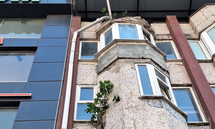 Ayrıntılar Netleşti: Beton Duvarın İncir Ağacı Şaşkınlık Yaratıyor - Son Dakika - Son Dakika Bilgileri