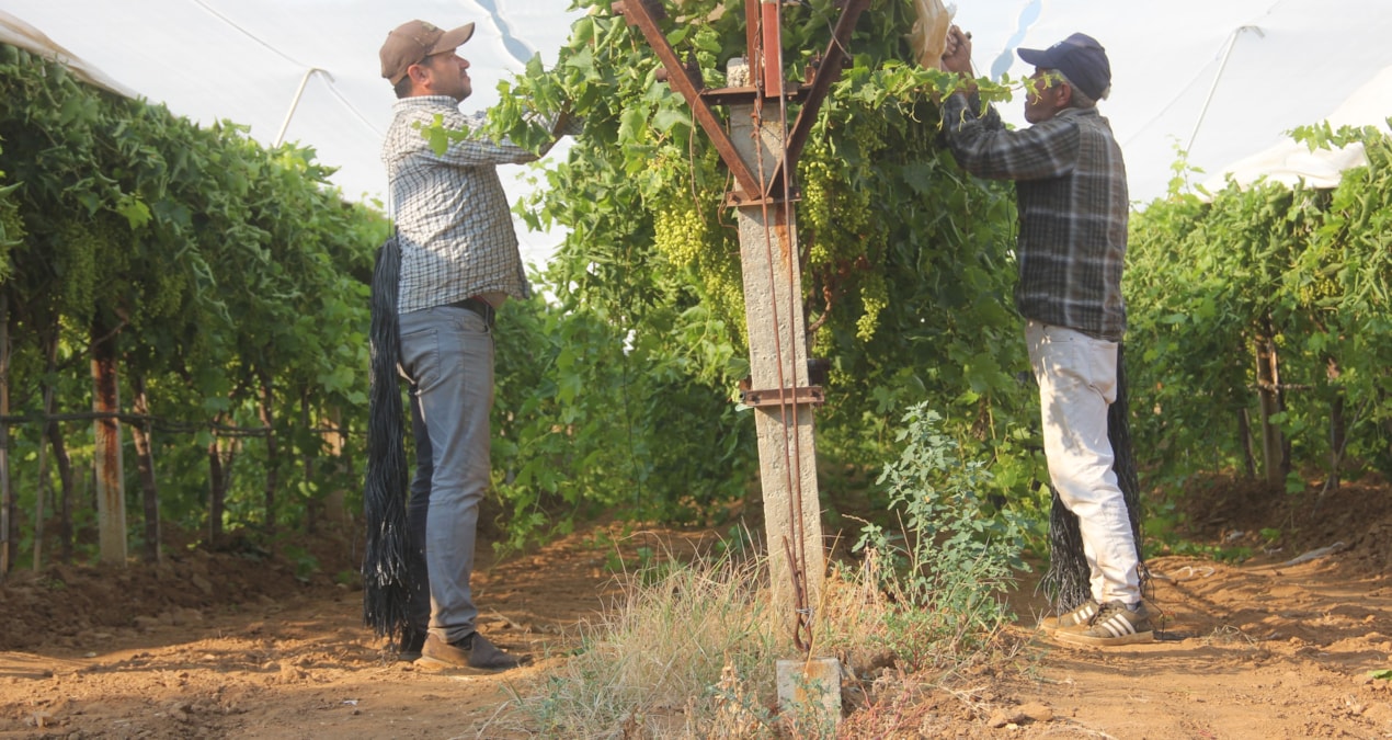 The one who grabs the white cover goes to the field: 500 thousand tons are produced annually, one mistake and the harvest turns into waste - Breaking News