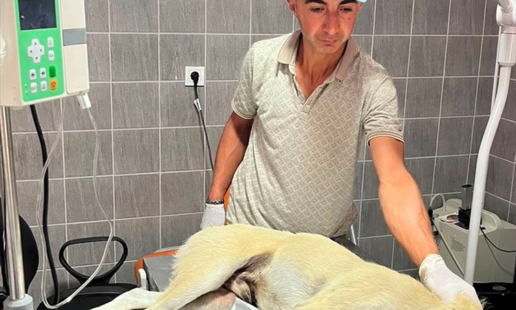 Kritik Açıklama: Bilecik'te aracın çarptığı köpek tedavi altına alındı - Son Dakika Haberleri