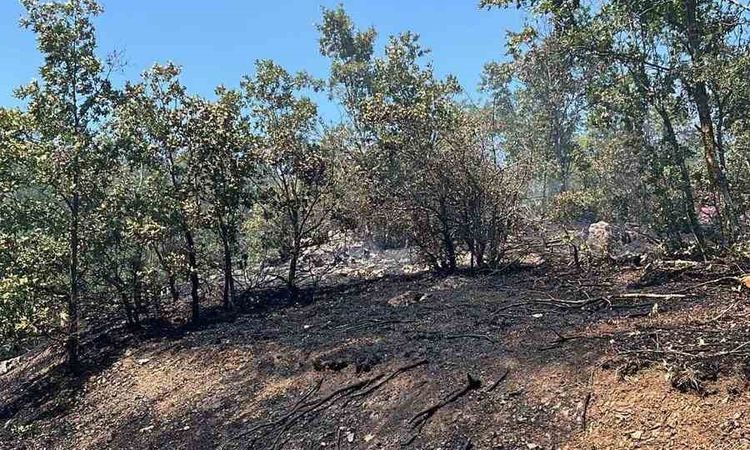 Gündemden Son Bilgiler: Bilecik’te orman alevlerı korkuttu - Son Dakika | İşte Tüm Ayrıntılar