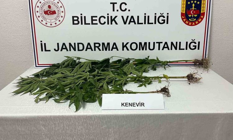 Ayrıntılar Netleşti: Bilecik’te yasadışı kenevir ekimi ortaya çıkarıldı - Son Dakika ve Merak Edilenler