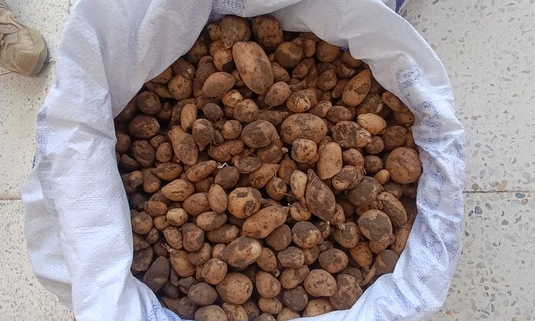 4 million lira fine for 4 people who collected salep without permission and 2 people who committed biosmuggling in Bingöl - News