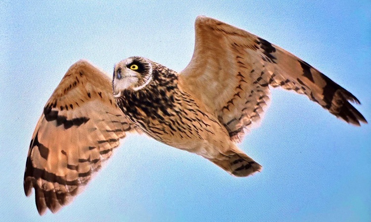 BirdLife raporuna göre 1843 göçmen kuş türünün yüzde 45'inin popülasyonu azalıyor - Son Dakika Bilgileri