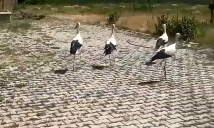Kritik Açıklama: Bitlis'teki bitkin leylekler tedavi edilip doğaya salındı - Haberleri: Gelişmeler Takip Edili