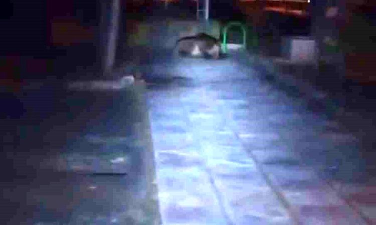 A bear entered the children's playground in Bolu - News