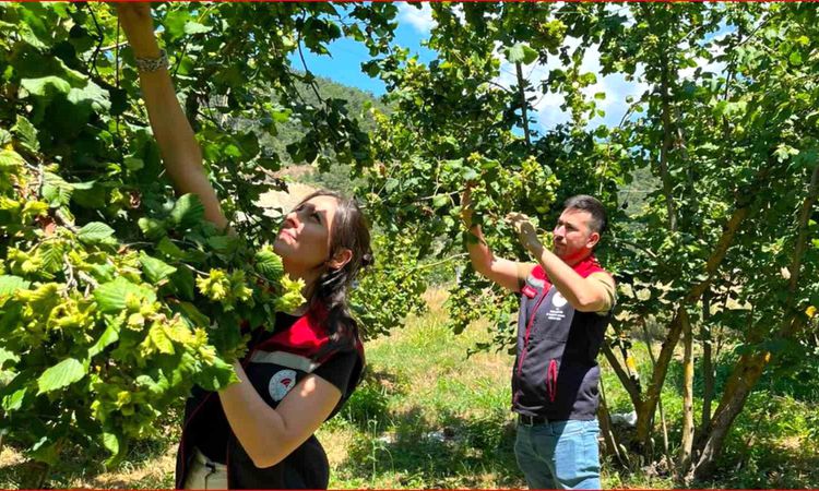 Gündemden Son Bilgiler: Bolu'nun fındık rekoltesi için sahadan veri toplandı - Haberleri ve Merak Edilenler