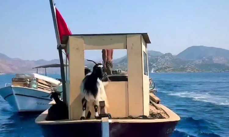 Bozburun'da Bir Asırlık Gelenek: Keçiler Deniz Yoluyla Adalara Taşınıyor ve Merak Edilenler