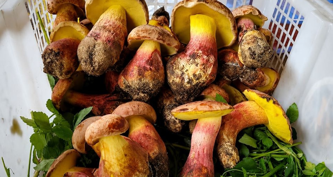Little people who eat this see it: Moreover, it does not contain that substance - Latest News