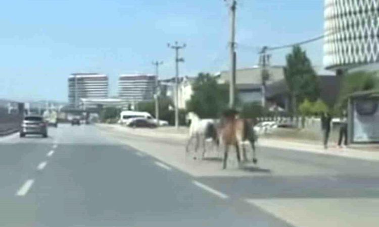 Stray horses endangered traffic in Bursa - News