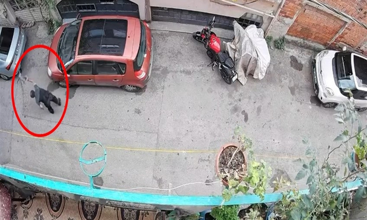 Bursa'da kucağındaki kediye şiddet uygulayan şüpheli yakalandı - Son Dakika Bilgileri