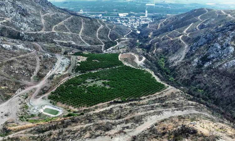The peach garden among the trees turned to ash in Bursa became a hope this time with its fruit - Breaking News