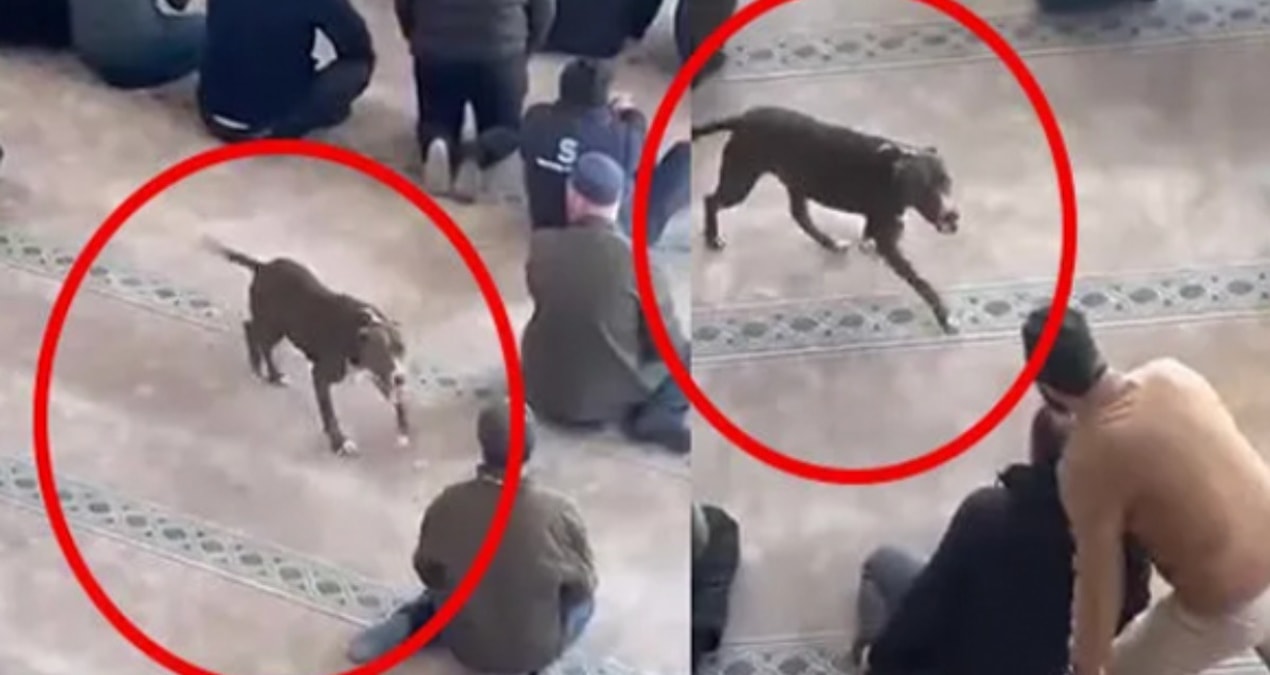 Ayrıntılar Netleşti: Camide panik: Pitbull cemaatin arasına daldı! - Son Dakika: Gelişmeler Takip Ediliyor