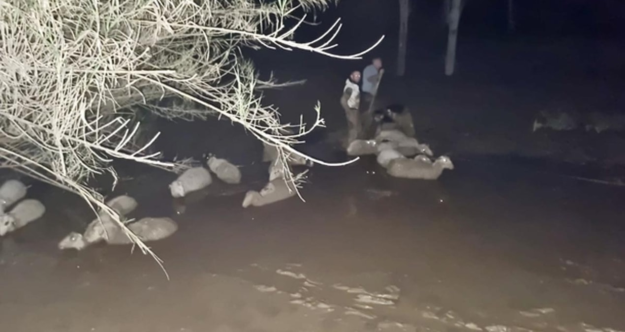 Gündemden Son Bilgiler: Çamura saplanan 30 koyun kurtarıldı, 2 koyun öldü - Son Dakika - Son Dakika Bilgileri