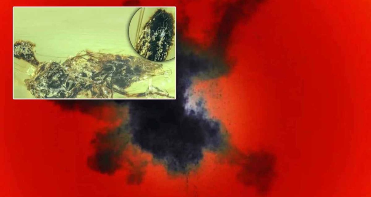 Bu canlı ne ölü ne diri, 'üçüncü bir yaşam formu'... Adı Sukuna - Haberleri ve Merak Edilenler
