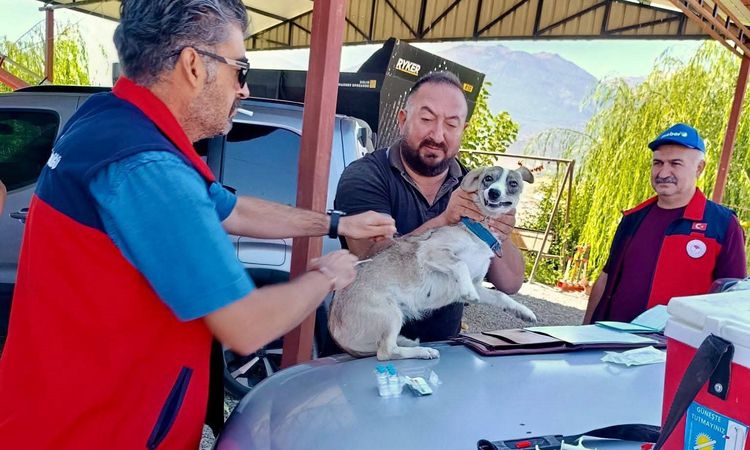 Çay’da evcil hayvanlara kimliklendirme ve kuduz aşısı yapıldı