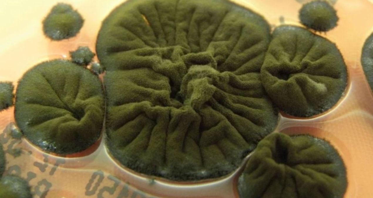 Discovered in Chernobyl, fed by radiation: Now they will test it in space - Breaking News