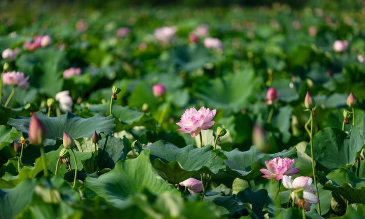 Kritik Açıklama: Chongqing'de Lotus Çiçeği Sektörü Yıllık 64 Milyon Dolar Gelir Sağlıyor - Son Dakika Haberler
