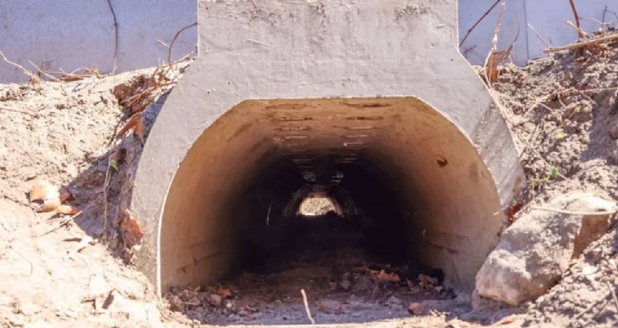 Ayrıntılar Netleşti: Çiftleşmeleri için 1,8 milyon liraya özel alt geçit yapıldı - Son Dakika ve Merak Edilenl