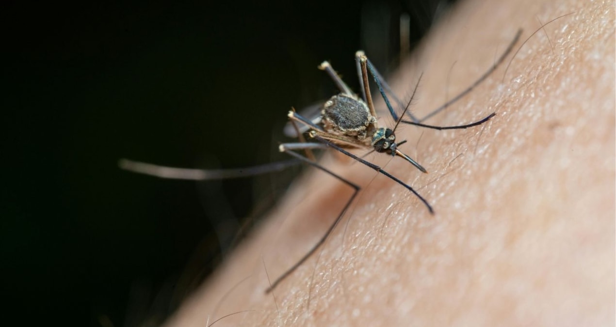 Pay attention to this detail on your skin: The reason why mosquitoes bite you has been revealed - Breaking News