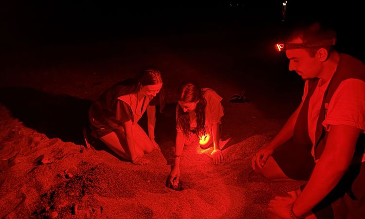 The gender of sea turtles in Çıralı is tracked by climate change - Last Minute