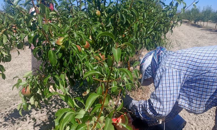 Çivril'in Kadınları, Sıcakta Üretimden Kopmuyor - Haberleri - Son Dakika Bilgileri