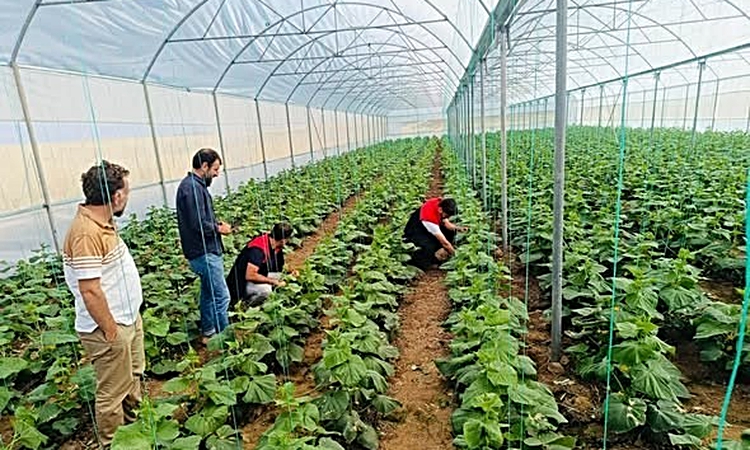 Cizre'deki seralarda denetim yapıldı, Katran köyündeki üreticilere bilgi verildi - Son Dakika Bilgileri