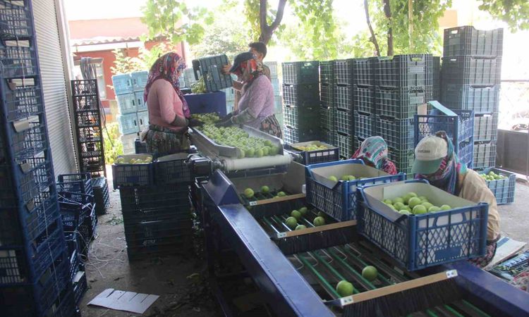 Gündemden Son Bilgiler: Coğrafi işarete sahip ’Bayramiç beyazı’nda bu yıl 10 bin ton ürün bekleniyor - Haberle
