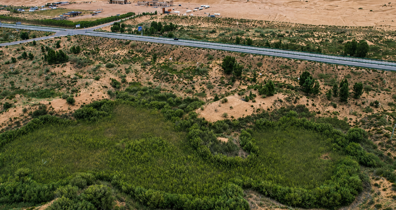 They planted thousands of trees in the middle of the desert: The Chinese project caused this - Breaking News