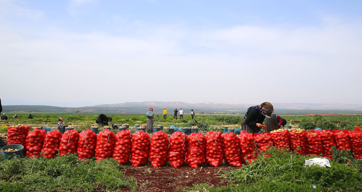 Çuval çuval hasat edilmeye başlandı: 122 bin ton rekolte bekleniyor - Son Dakika Haberleri - Son Dakika Bilgil