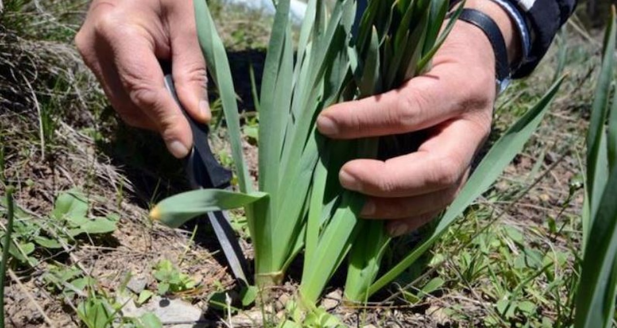 Dağ tepelerinden toplanan doğal antibiyotik kilosu 100 liradan tezgaha indi - Haberleri - Son Dakika Bilgileri