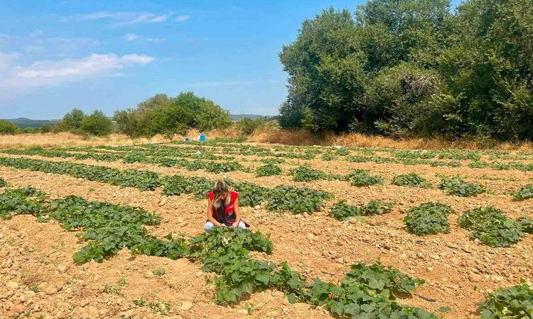 Son Gelişme: Dazkırı’da alternatif ürünler için saha çalışması - Son Dakika: Gelişmeler Takip Ediliyor