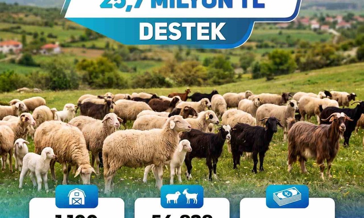 Denizli'de 1100 işletmeye kuzu ve oğlak desteği için 25 milyon 716 bin 570 TL ödendi | İşte Tüm Ayrıntılar