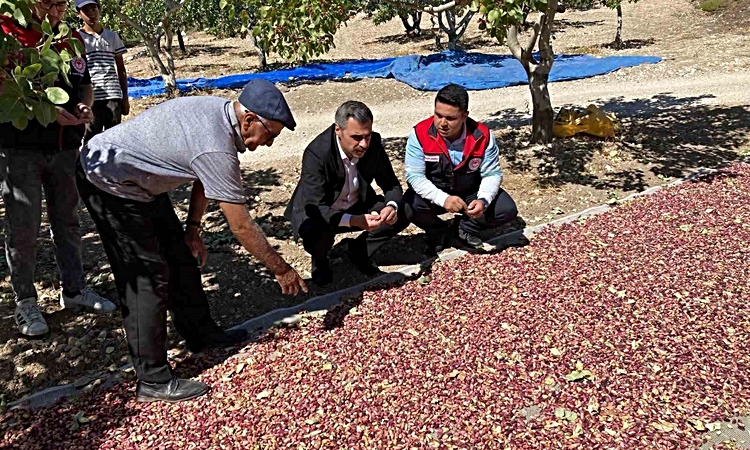 Denizli Güney'de Antep fıstığı hasadı resmen start aldı, ilk ürün toplandı ve Merak Edilenler
