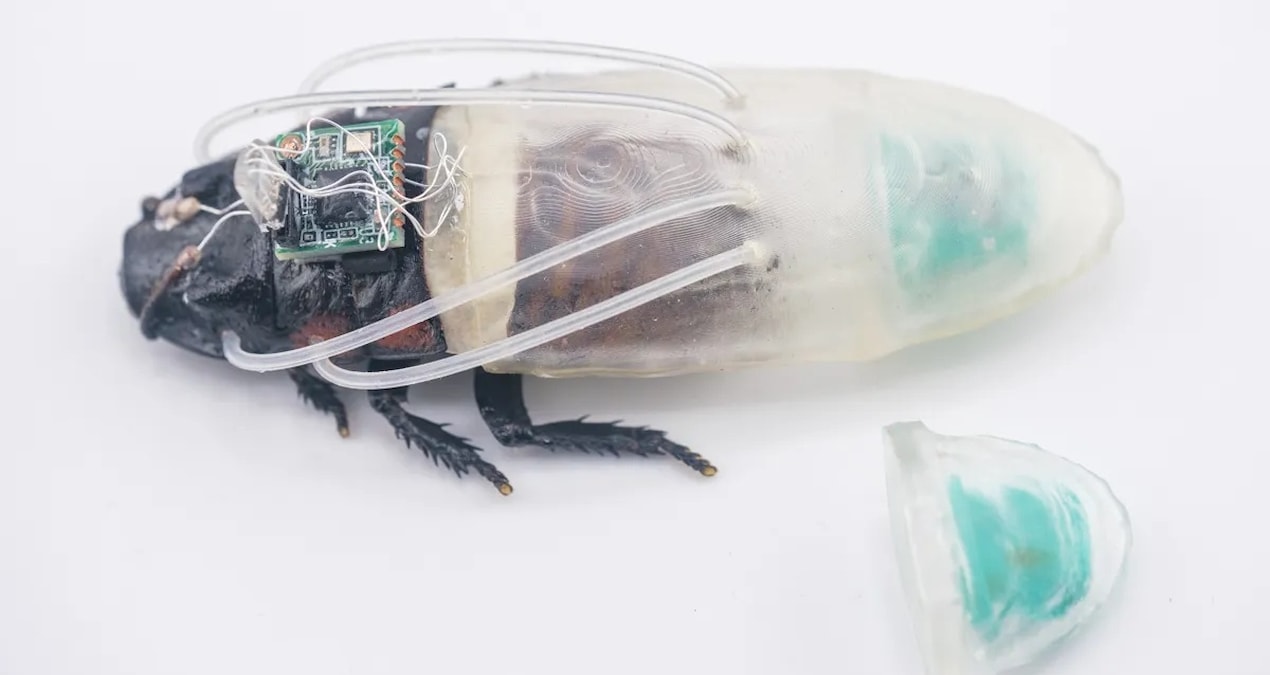 It will save lives in earthquakes and natural disasters: They attached electronic backpacks to cockroaches - Latest News