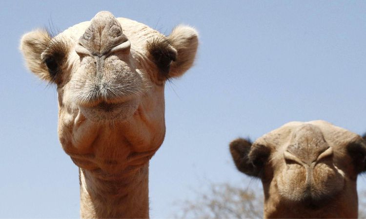 Ayrıntılar Netleşti: Develer bile dayanamıyor: Afrika'da aşırı sıcaklar çölün gemilerini vuruyor - Son Dakika