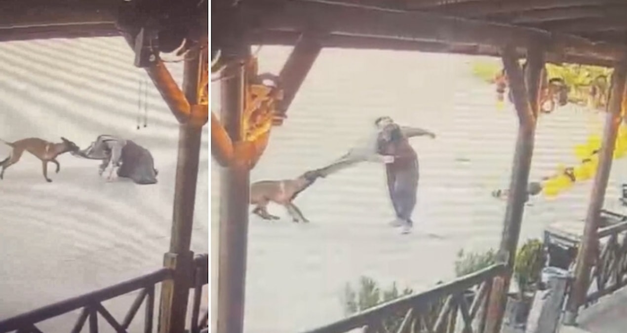 Ayrıntılar Netleşti: Dinlenme tesisinde dehşet; köpeğin saldırısında yaralandı - En Son Haber - Son Dakika Bil