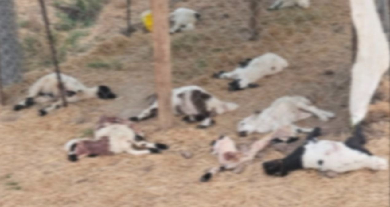 15 lambs died after being attacked by dogs in Diyarbakır - Latest News