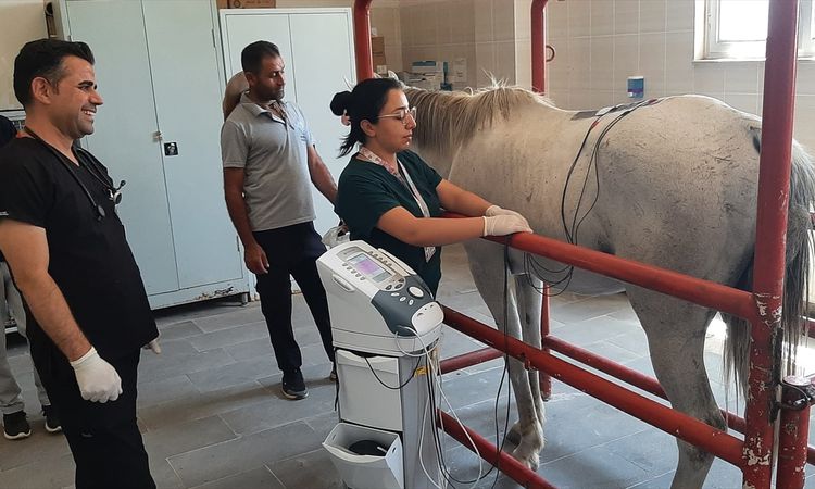 Ayrıntılar Netleşti: Diyarbakır'da, yarış atı belindeki rahatsızlık nedeniyle fizik tedaviye alındı - Son Daki
