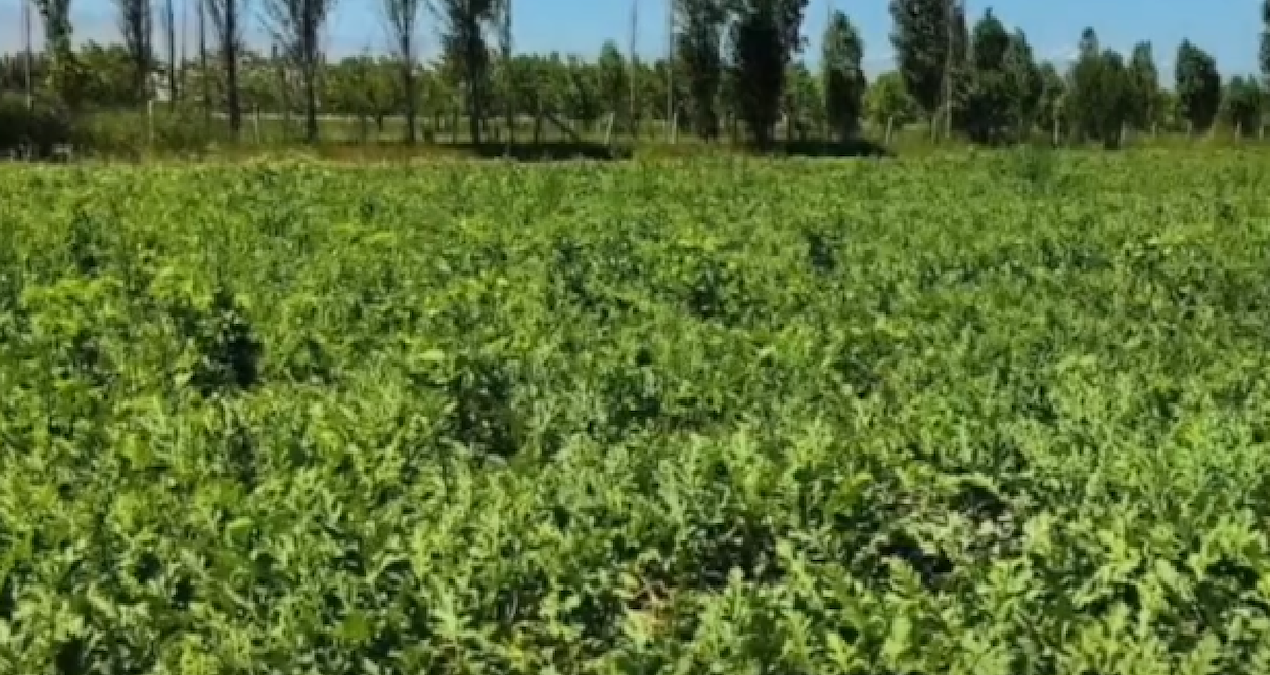 The first harvest has started in Eastern Anatolia: It is on its way to the markets - Breaking News