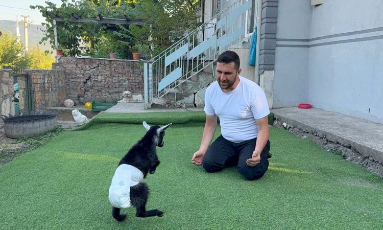 They adopt a congenitally disabled baby goat and raise it as their own child - News