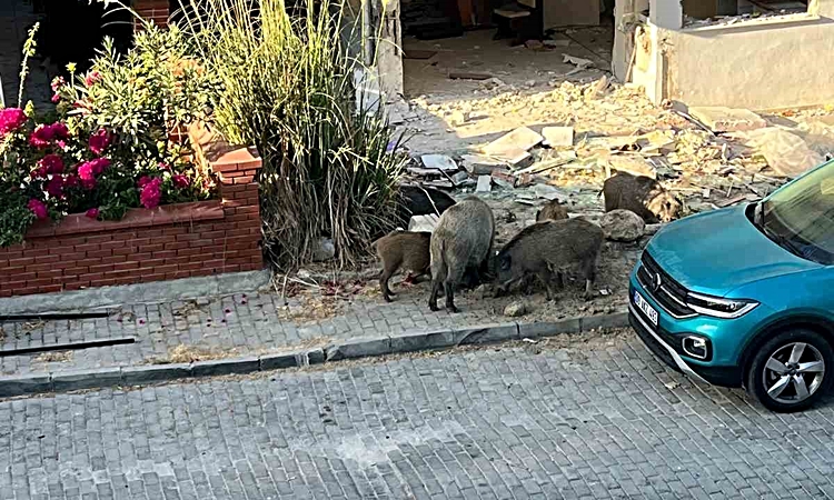 Domuz sürüsü mahalleye indi, vatandaşlar tedirgin oldu: Gelişmeler Takip Ediliyor