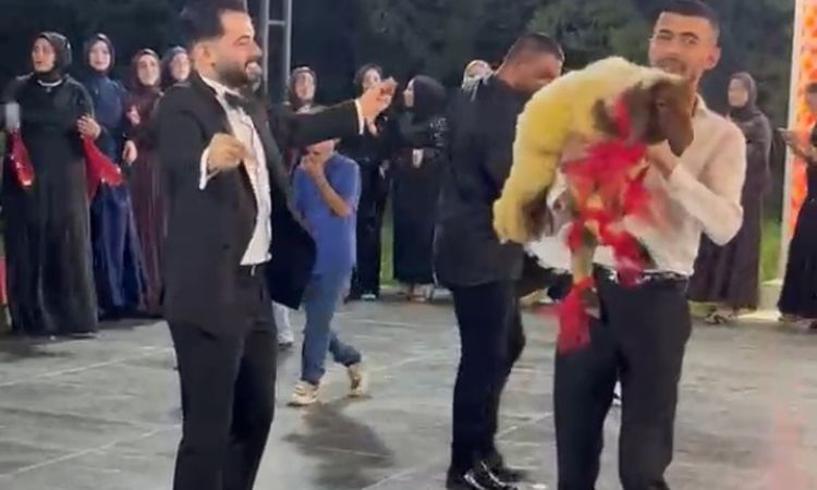 A Lamb Decorated with Red Ribbons was Given as a Wedding Gift at the Wedding - Last Minute
