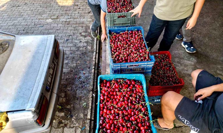 Gündemden Son Bilgiler: Dünya sofralarını süsleyen 'Napolyon' kirazda bereket yaşanıyor - Son Dakika Haberleri