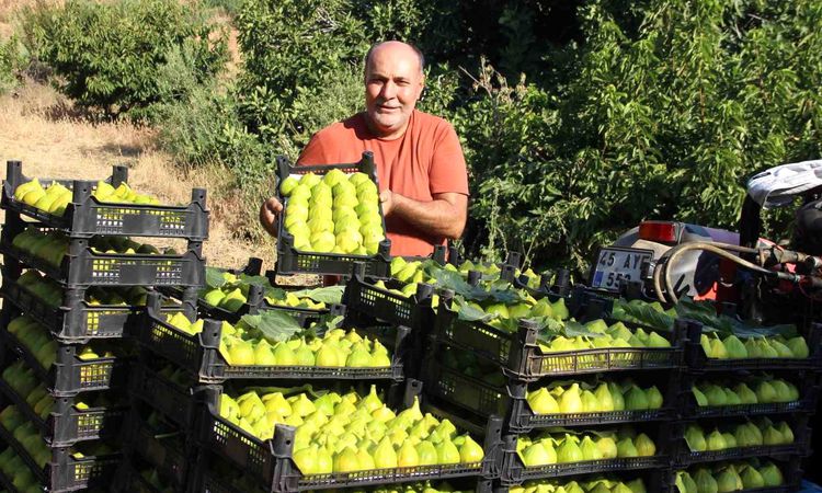 Kritik Açıklama: Dünyanın ilk incirinde son hasat bereketi - Haberleri - Son Dakika Bilgileri