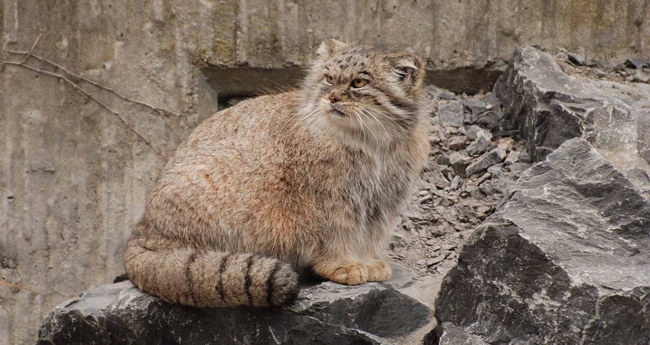 One of the world's most extraordinary cats: Almost unchanged for 5 million years - News
