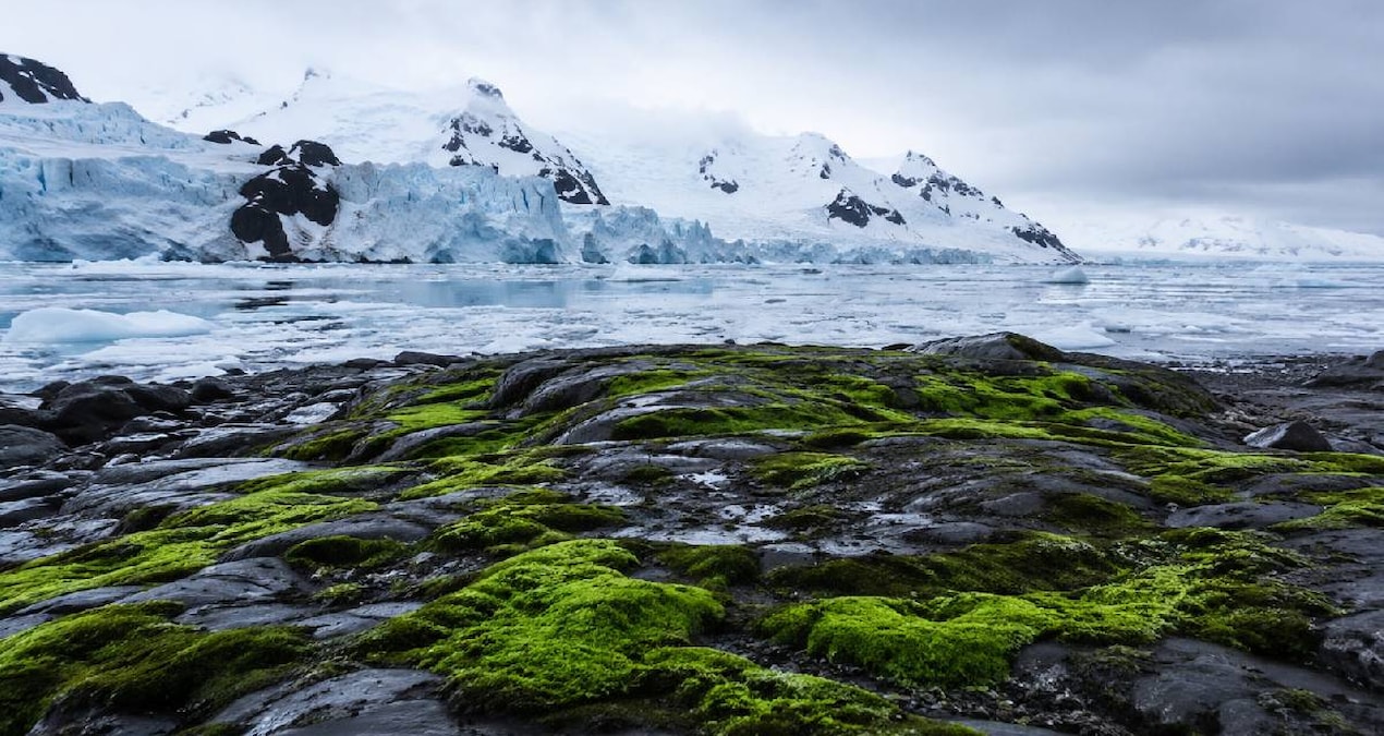 The coldest continent in the world is turning green - Last Minute