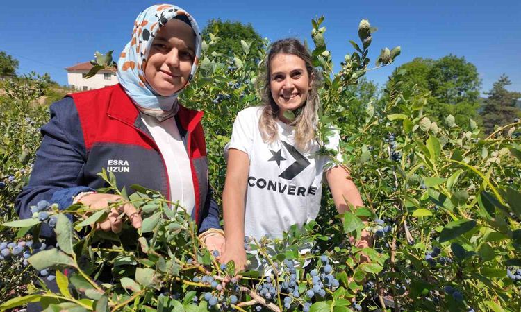 Gündemden Son Bilgiler: Düzce’de yaban mersini üretimi yaygınlaşıyor - Son Dakika Haberleri ve Merak Edilenler